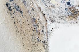 Best Forensic Mold Investigation  in Lindenwold, NJ